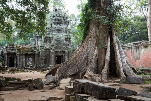 Ta Prohm temple, Angkor, Cambodia, photo by Kevin Standage