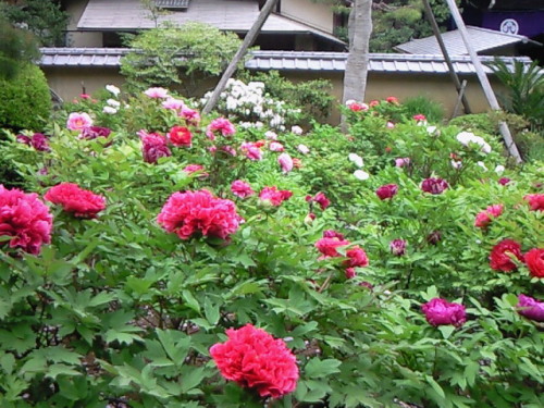 haruka-nature: Botan (Peony) Yakuouin, Shinjyuku Tokyo