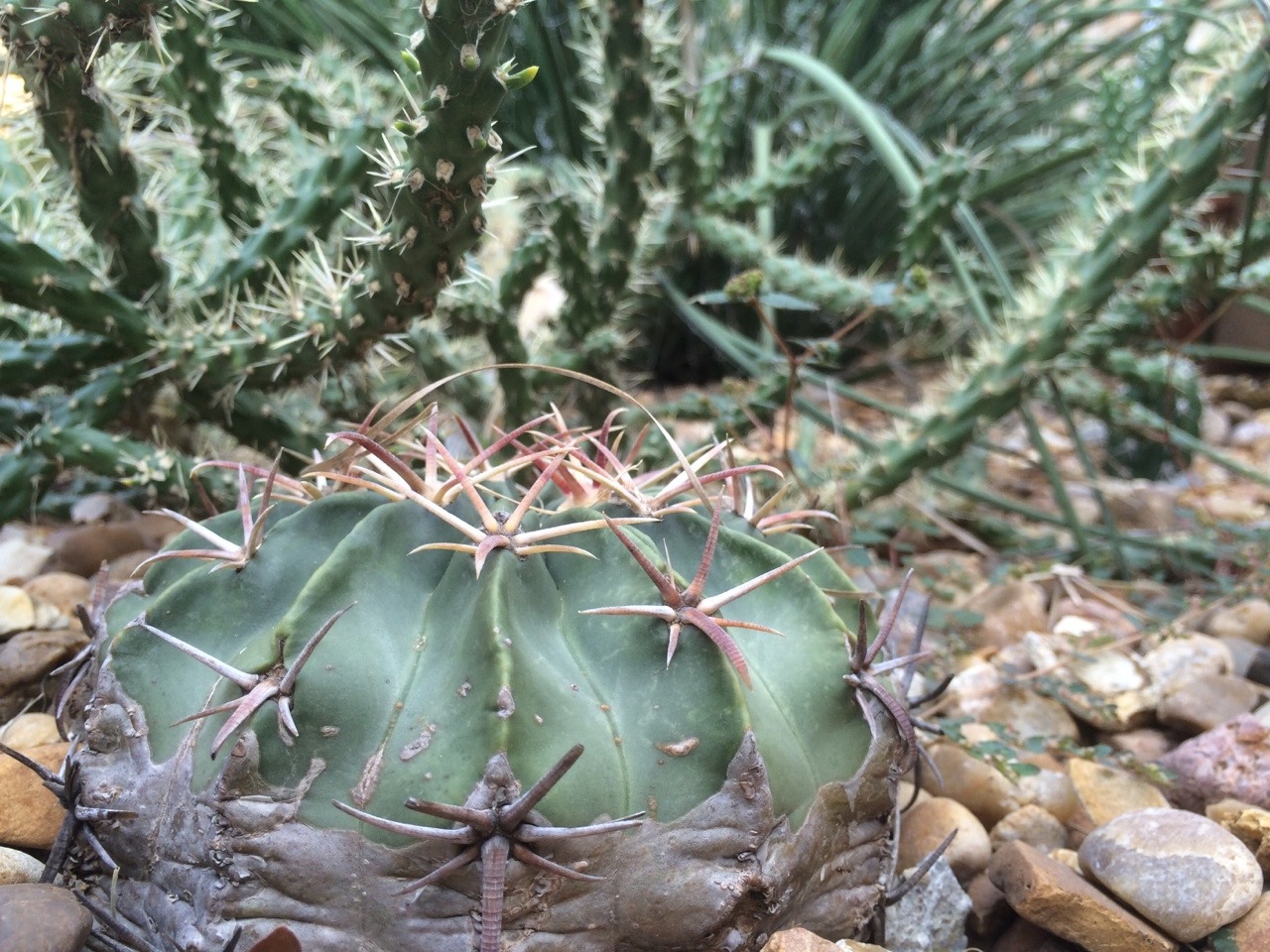 Echinocactus Texensis (foreground) with Opuntia imbricata v. viridiflorus