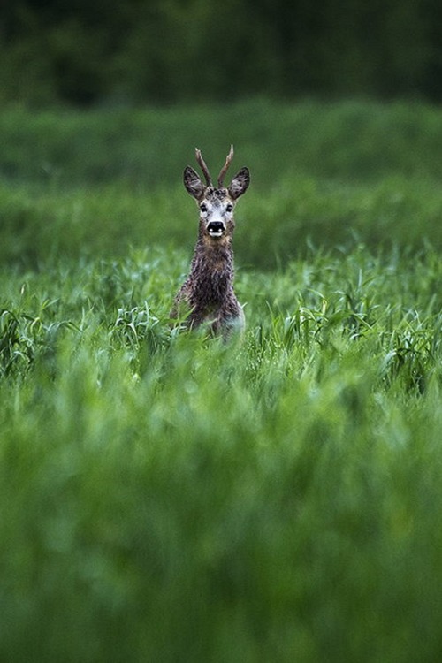 zipz:sublim-ature:Roe-Deer (Poland)Michał Mierzejewskifollow @em_ridley on instagram xo