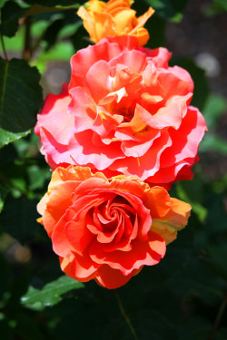 fotografiae:  Rose #8 by forestside758. http://ift.tt/SANfwu