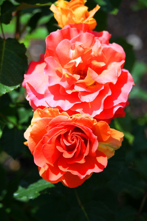 XXX fotografiae:  Rose #8 by forestside758. http://ift.tt/SANfwu photo