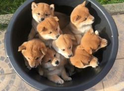 asian:  Hello I would like to order a bucket of shiba pls