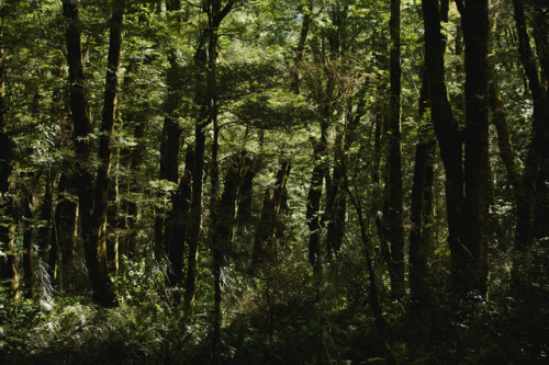 photographybywiebke:Spring in the forest around the Blue Pools, New Zealand