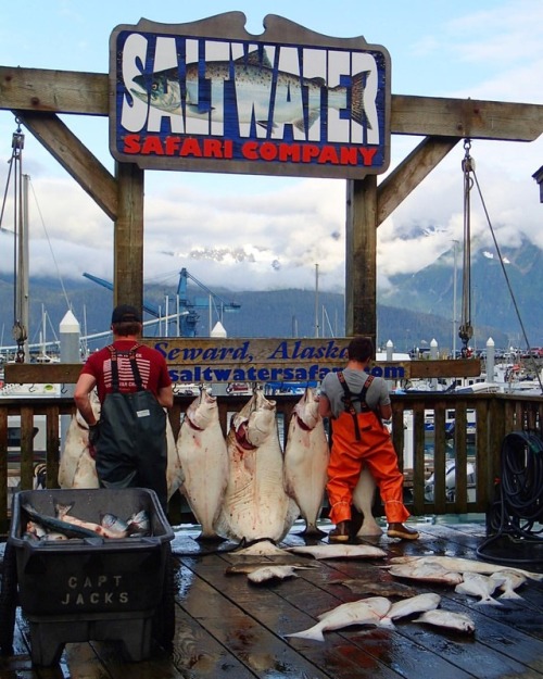 Seward is home to a lot of fishing charters, though we didn’t have time to go fishing ourselves, we 