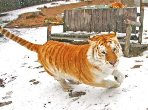 tiger running