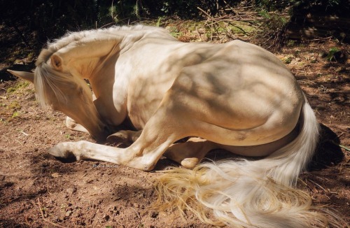 rhaine-horses:He literally laid down right in front of me, I am so blessed.