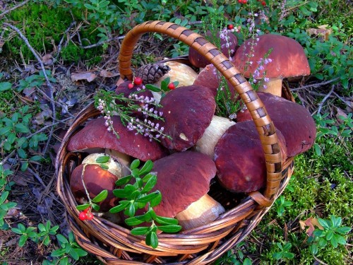 beckoningforest:Boletus pinophilus Pilát &amp; Dermek, 1973 - Белый гриб сосновый  