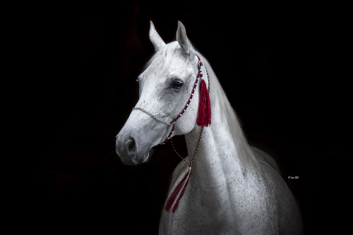 Paris von Troja and Faraya (white)