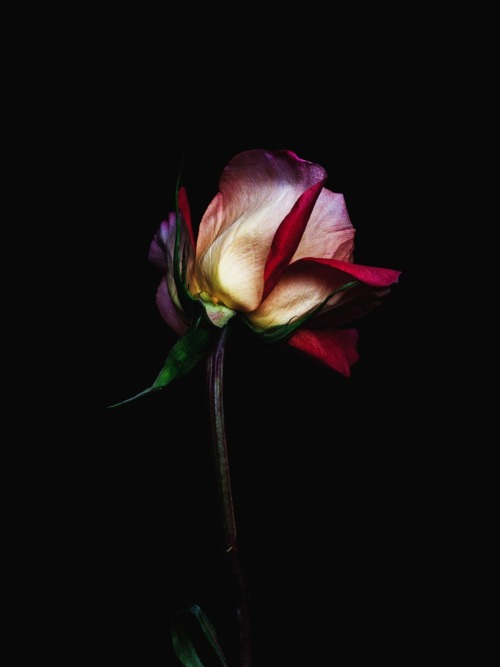 aestheticgoddess:Decaying flowers by Billy Kidd