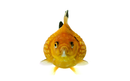 staceythinx:  Selections from The Fish Book by Ernest Goh 