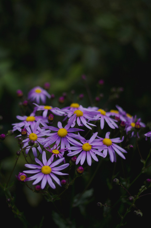 photographybywiebke - Purple Daisies