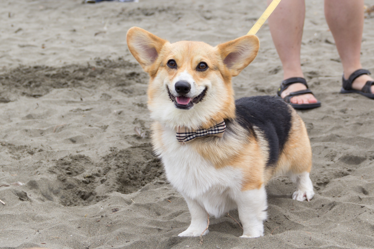 chubbythecorgi:  At NorCal Corgi Beach Day at Fort Funston. Got to meet some awesome