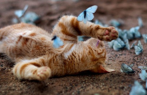 wonderous-world:  The stunning sight of hundreds of bright blue butterflies was almost too much for the six-month-old kitten, Lepa, as he bounced over and started trying to catch them. The comical chase was captured by student Natalia Moldovanova in