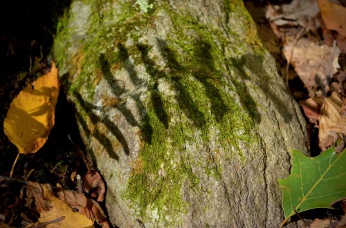 Shadow Fern, October 2013