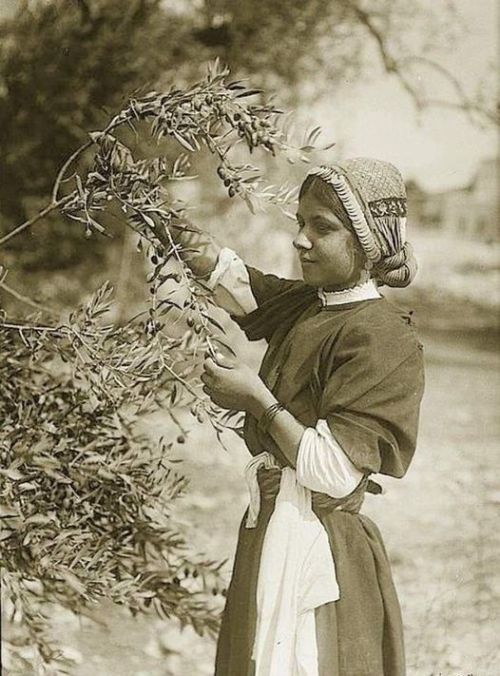 Palestinian lady taking part in picking olives in Ramallah, Palestine in 1935. Nudes & Noises  
