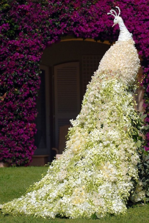 flowersgardenlove: &lt;3 Peacock Topiary Flowers Garden Love Sigh. I want a garden. But I live i