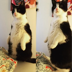 ferventrabbit: Hope everyone’s okay. Here’s some pictures of my cat looking weird. 