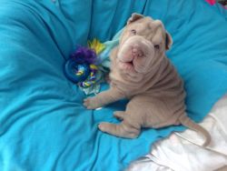 awwww-cute:  My new puppy is happy and full