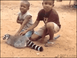 4gifs:  You must scratch the lemur. [video] 