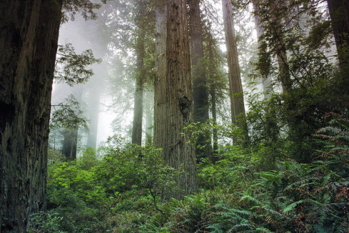 Fog that nourishes Redwoods by adoriadover on Flickr.