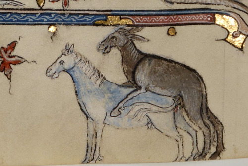 how to make a mule St. Albert the Great, De animalibus, Paris 14th century.BnF, Latin 16169, fol. 84