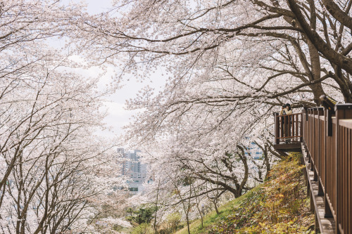 2022-04-02Spring, Cherry BlossomCanon EOS R3 + RF50mm f1.2LInstagram  |  hwantastic79vivid