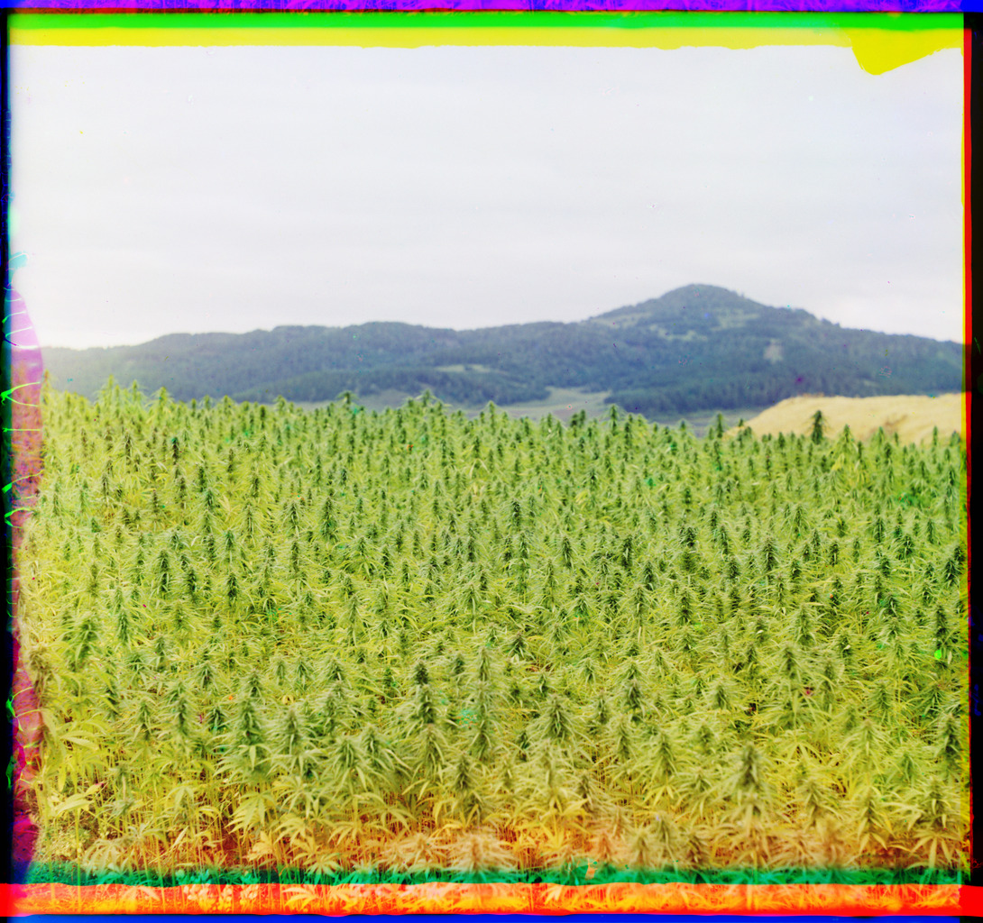 historicaltimes: The first colour photograph of Cannabis. 1910 in Russia, by photographer