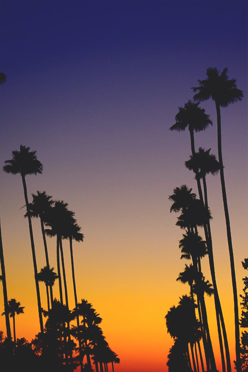 wearevanity:  Palm Trees & Colorful Sunsets © 
