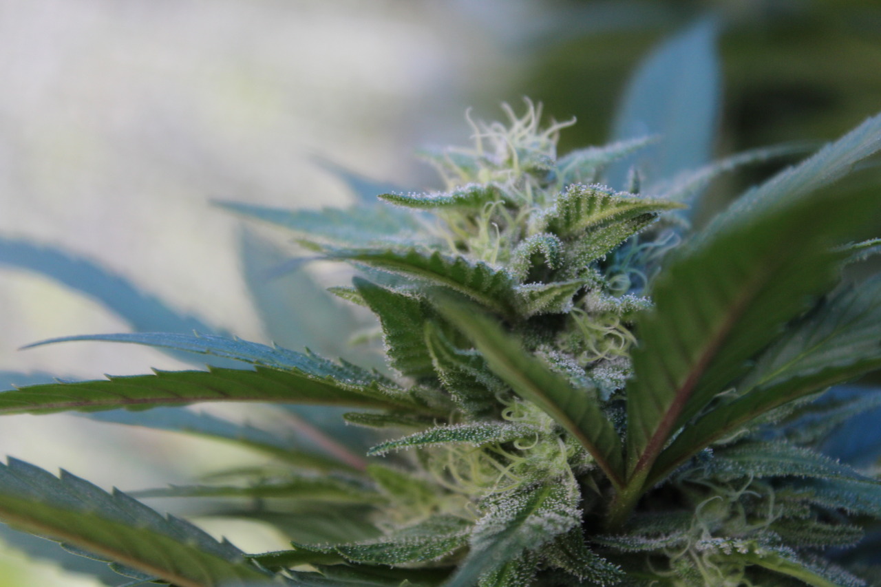 sweetstoner:Some bud candids