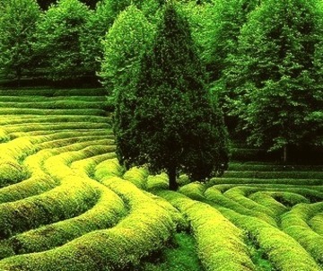 Green Tea Field, South Korea