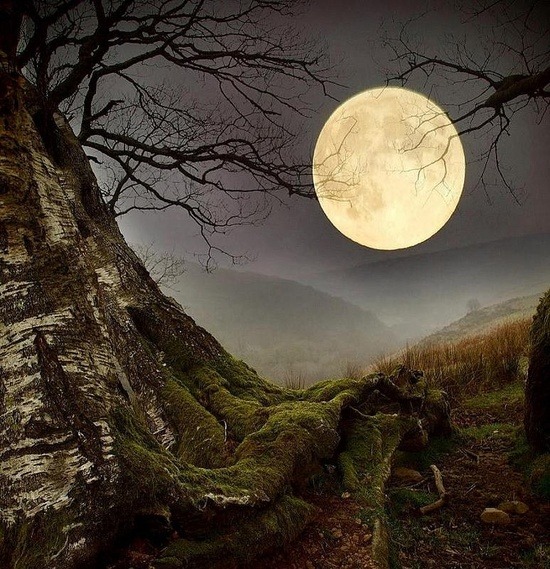  viα bluepueblo: Forest Moon, Wales photo via kuro 