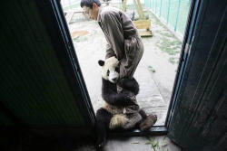 giantpandaphotos:  © Panda Whale.