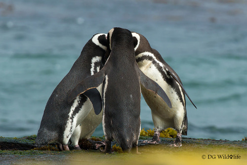 ppppenguin: Sharing a Secret by Dalia Kvedaraite on 500px