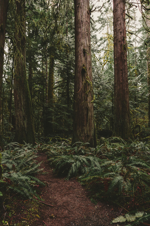 Earth be wildin. Happy Earth Day Part II : Landscape, here.Olympic National Park, Washingt