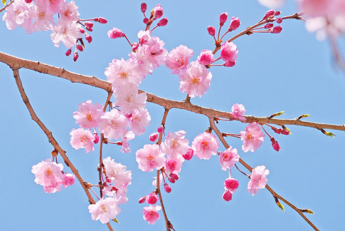 estheticsly:Double-Flowered Weeping Japanese Cherry ( Yaebenishidare) : ヤエベニシダレ（八重紅枝垂）by Toshihiro G