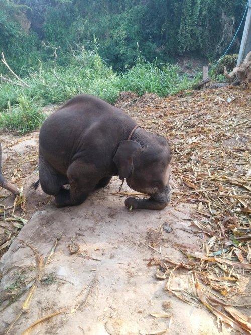 cute-overload:  This little guy is still pretty clumsy, couldn’t climb up the little Hill without a face plant.http://cute-overload.tumblr.com