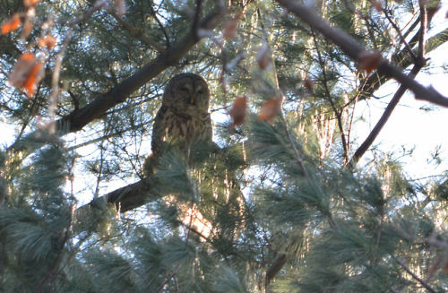 A four-owl day in Central Park (12/8/18)Two barred owls, a northern saw-whet and a great-horned!