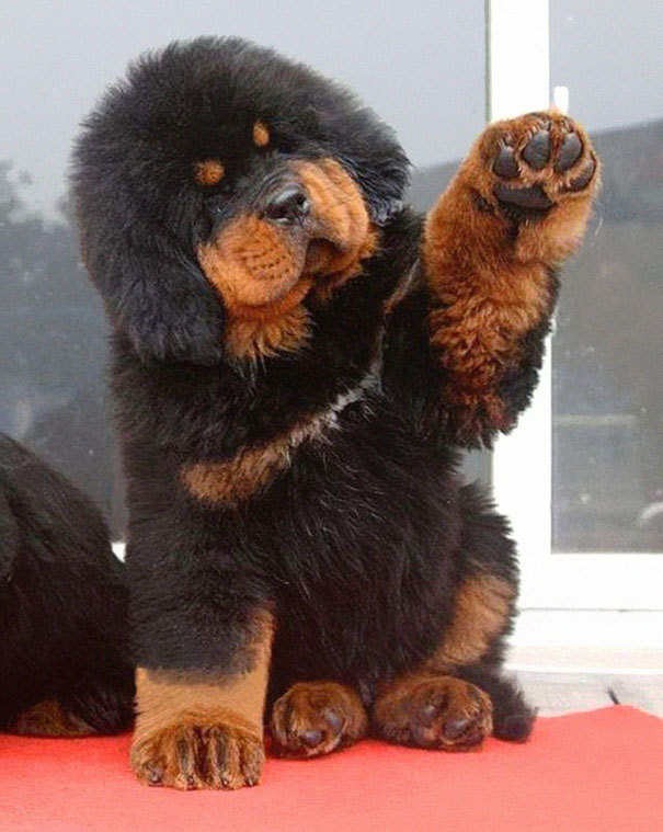 missredaholic:  dreamonsters:  beben-eleben:  Chubby Puppies That Look Like Teddy