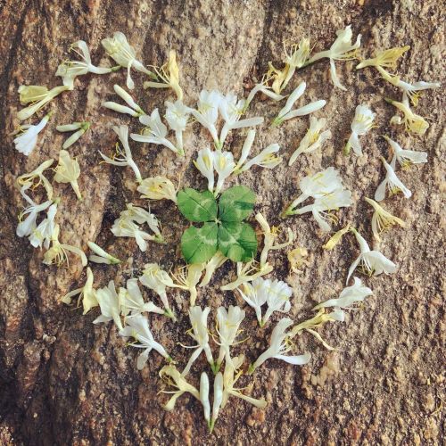 Honeysuckle heart 