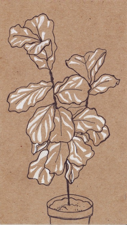 abigailkart: all my favorite cardboard plants