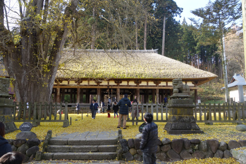 somethingweirdisawtoday: Fall leaves at Shingukumano Shrine. When Autumn comes the massive ginko tre