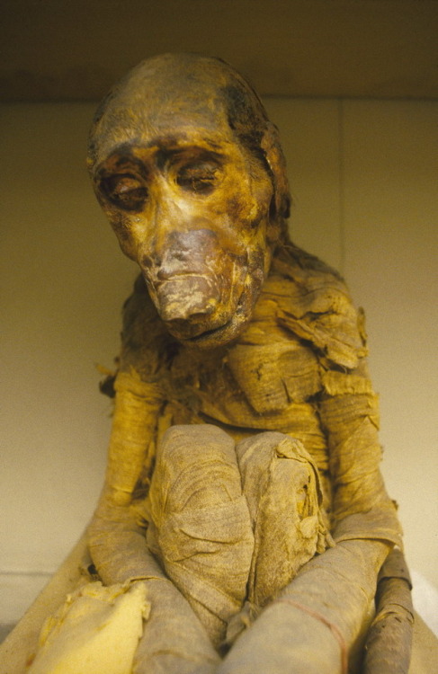 Mummified BaboonThis sad-looking young baboon is seated with its knees drawn up to its chest, and it