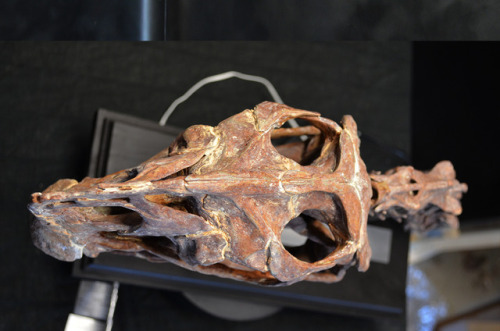 Life size Citipati osmolskae skull + some vertebrae. Sculpted with Zbrush and 3D printed on Ultimake
