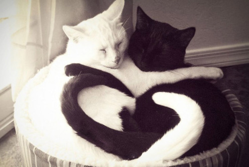 de-lila-a-medio-dia: Cats hearts. ♥