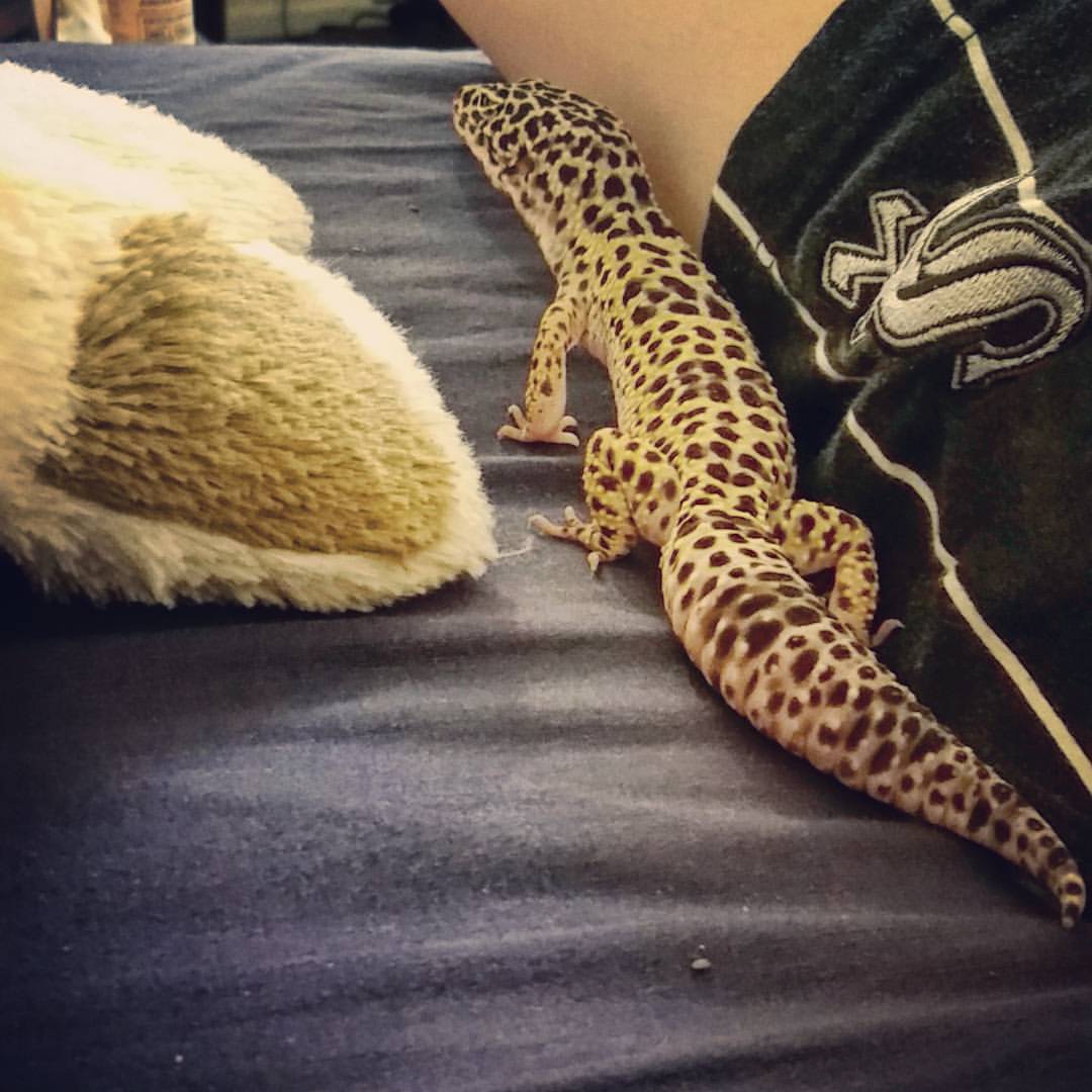 He loves standing against my leg for some reason #petstagram #leopardgecko