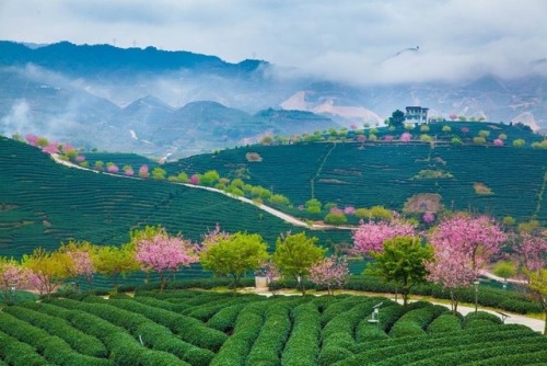 fuckyeahchinesegarden:tea plantation in china