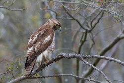 celtic-forest-faerie:  {Red Tail Hawk} by