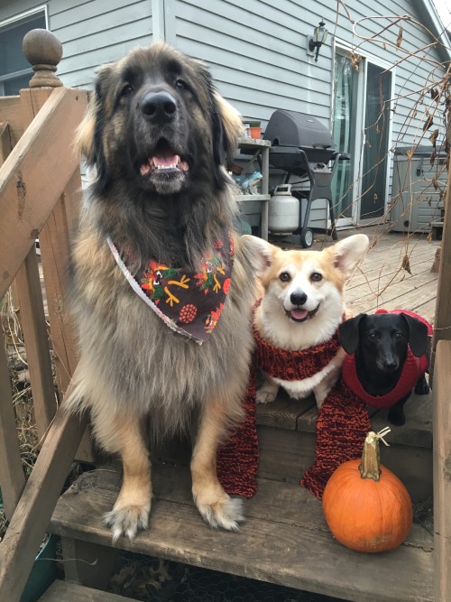 scampthecorgi:Getting the family together for Thanksgiving!