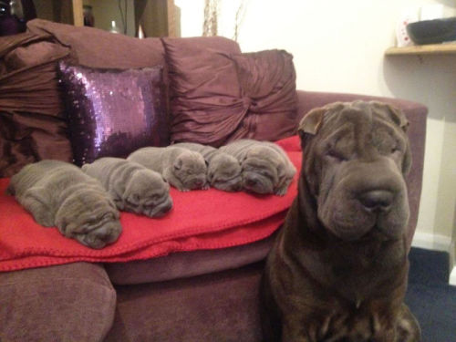 sunalwaysshining:  dirty-little-th0ughts:  gyppygirl2021:  awesome-picz:  Dogs With Their Cute Mini-Mes  A bunch of precious, proud parents.  birdyally sunalwaysshining  AHHHHHHHH this is too much 